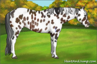 Horse Color:Brown Appaloosa 