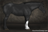 Horse Color:Gray Black 