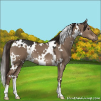 Horse Color:White Spotted Liver Red Dun 