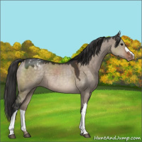 Horse Color:Brown Dun Appaloosa 