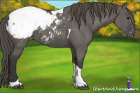 Horse Color:Grullo Tobiano Appaloosa