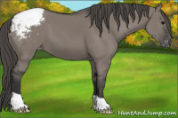 Horse Color:Grullo Appaloosa 