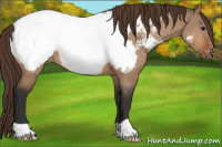 Horse Color:Bay Dun Appaloosa 