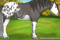 Horse Color:Grullo Splash Appaloosa 