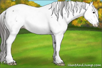 Horse Color:Grullo Roan Appaloosa 