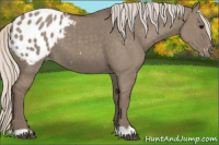 Horse Color:Silver Grullo Appaloosa 