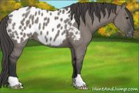 Horse Color:Grullo Near Leopard 