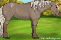 Horse Color:Silver Grullo Appaloosa