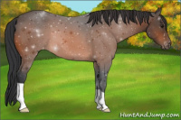 Horse Color:Bay Appaloosa 