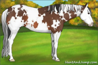 Horse Color:White Spotted Bay Splash