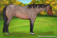 Horse Color:Bay Roan 