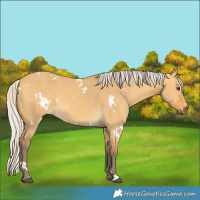 Horse Color:White Spotted Silver Buckskin Dun 
