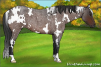 Horse Color:White Spotted Brown Roan 
