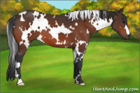 Horse Color:White Spotted Bay 