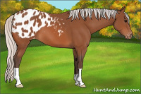 Horse Color:Silver Bay Appaloosa 