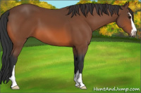 Horse Color:Bay Sabino 