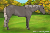 Horse Color:Silver Black Rabicano 