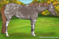 Horse Color:Liver Chestnut Ice 