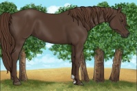 Horse Color:Liver Chestnut 