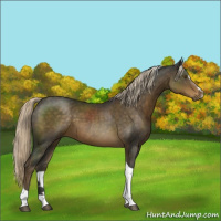 Horse Color:Chocolate Palomino Sabino Tobiano