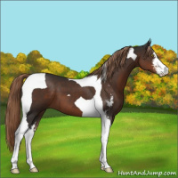 Horse Color:Liver Chestnut Sabino Tobiano 