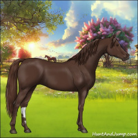 Horse Color:Liver Chestnut 