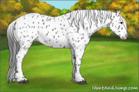Horse Color:Black Appaloosa 