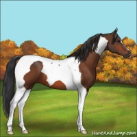 Horse Color:Bay Tobiano 