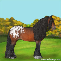 Horse Color:Bay Appaloosa  and Bay Appaloosa 
