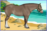 Horse Color:White Spotted Liver Red Dun
