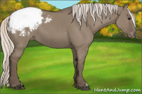 Horse Color:Silver Grullo Appaloosa 