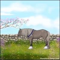 Horse Color:Silver Grullo 