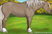 Horse Color:Silver Grullo Appaloosa