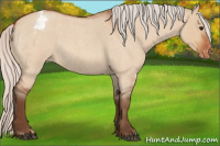 Horse Color:Silver Bay Roan Dun Appaloosa 