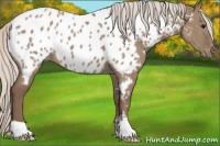 Horse Color:Silver Grullo Appaloosa 