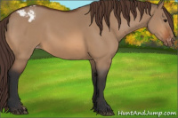 Horse Color:Bay Dun Appaloosa 