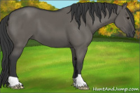 Horse Color:Grullo