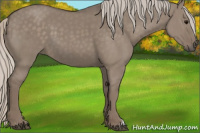 Horse Color:Silver Grullo 