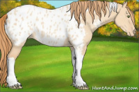 Horse Color:Gold Champagne Dun Tobiano Near Leopard 