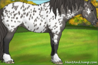 Horse Color:Grullo Appaloosa 