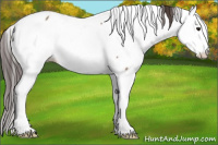 Horse Color:Brown Dun Appaloosa 