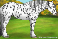 Horse Color:Black Appaloosa 