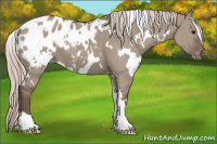 Horse Color:White Spotted Silver Grullo Appaloosa 