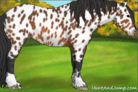 Horse Color:Bay Appaloosa