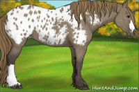 Horse Color:Smoky Grullo Appaloosa 