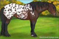 Horse Color:Brown Appaloosa 