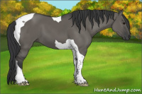 Horse Color:Grullo Tobiano 