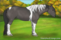 Horse Color:Black Tobiano 