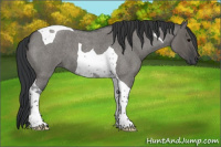 Horse Color:Grullo Roan Tobiano 