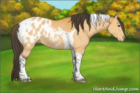 Horse Color:Buckskin Tobiano Blanket 